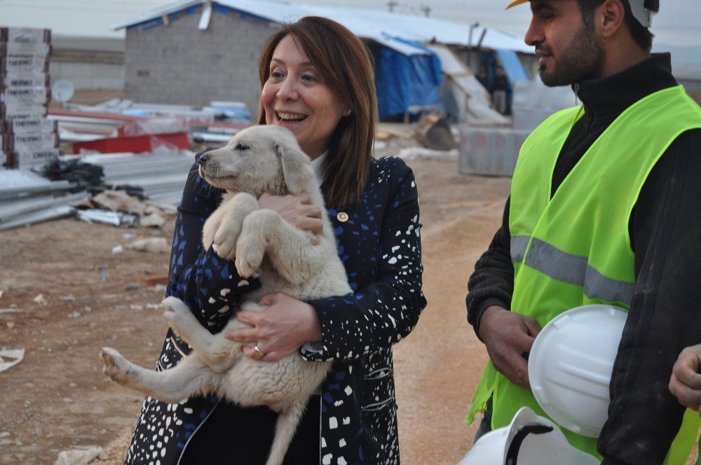 Kadın Milletvekili Günay’ın Köpek Sevgisi