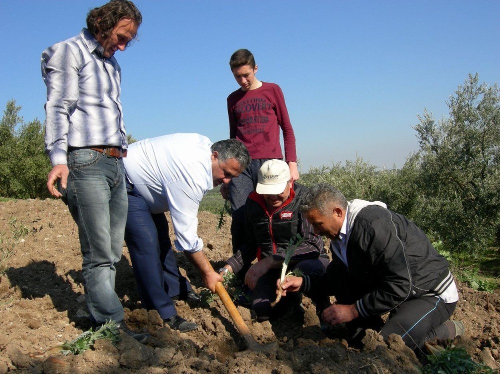 Osmanlı Saray Mutfağının Baş Tacı Mudanya Enginarı