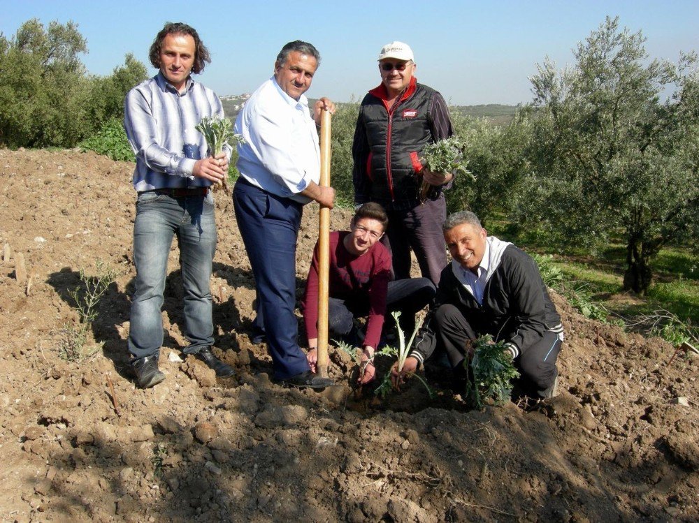 Osmanlı Saray Mutfağının Baş Tacı Mudanya Enginarı