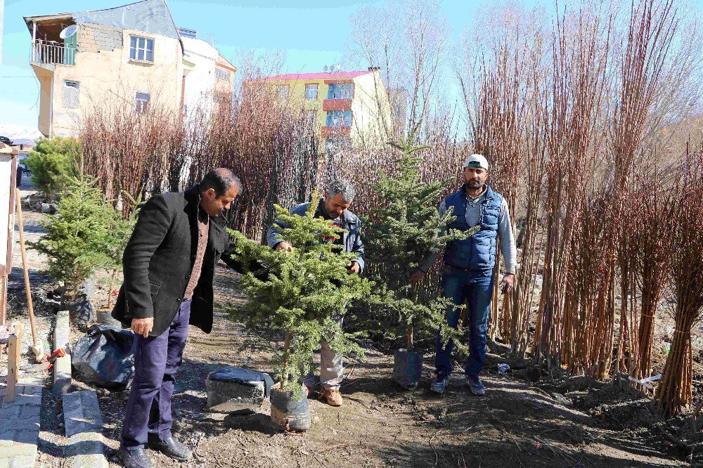 Varto’da Meyve Fidanı Satışı