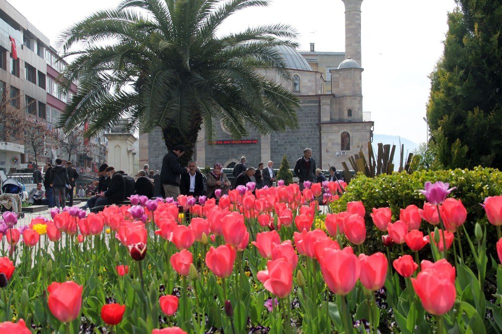 Giresun Lalelerle Renklendi