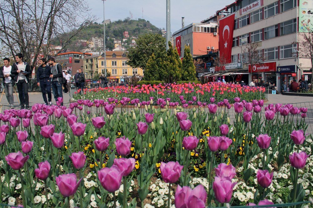 Giresun Lalelerle Renklendi