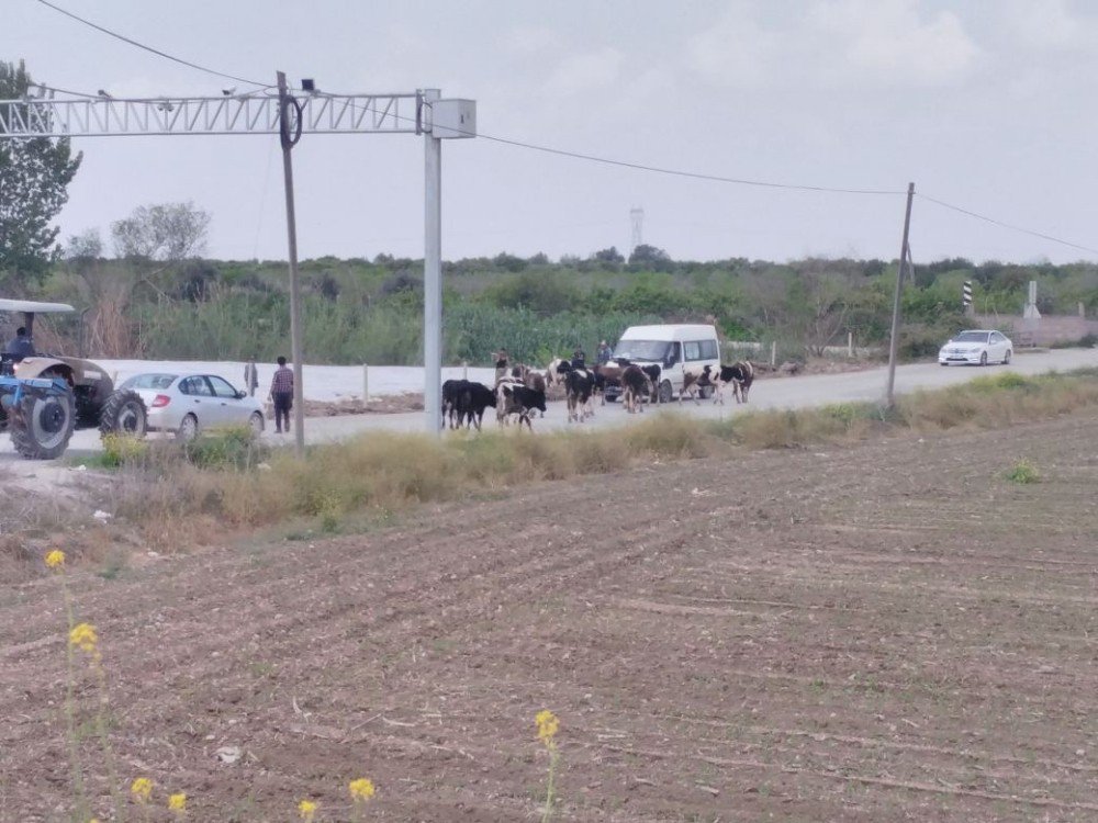 Bir İnek Sulama Kanalına Düştü, 13’ü Peşinden Atladı