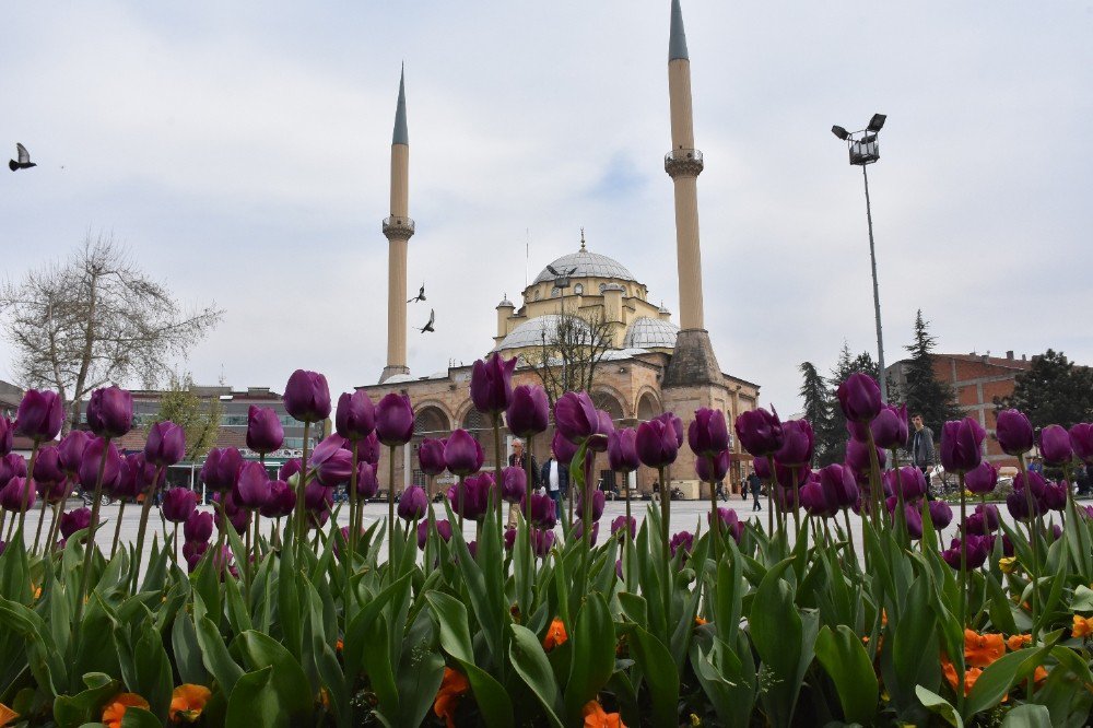 Düzce Çiçeklerle Renklendi