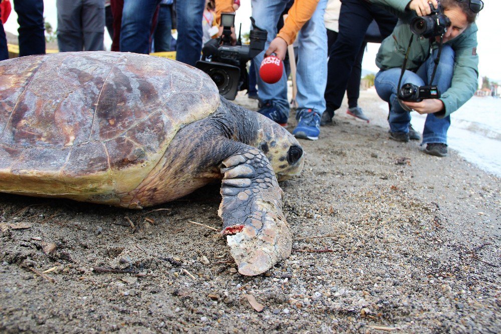 60 Yaşındaki Caretta Caretta Yeniden Denizde