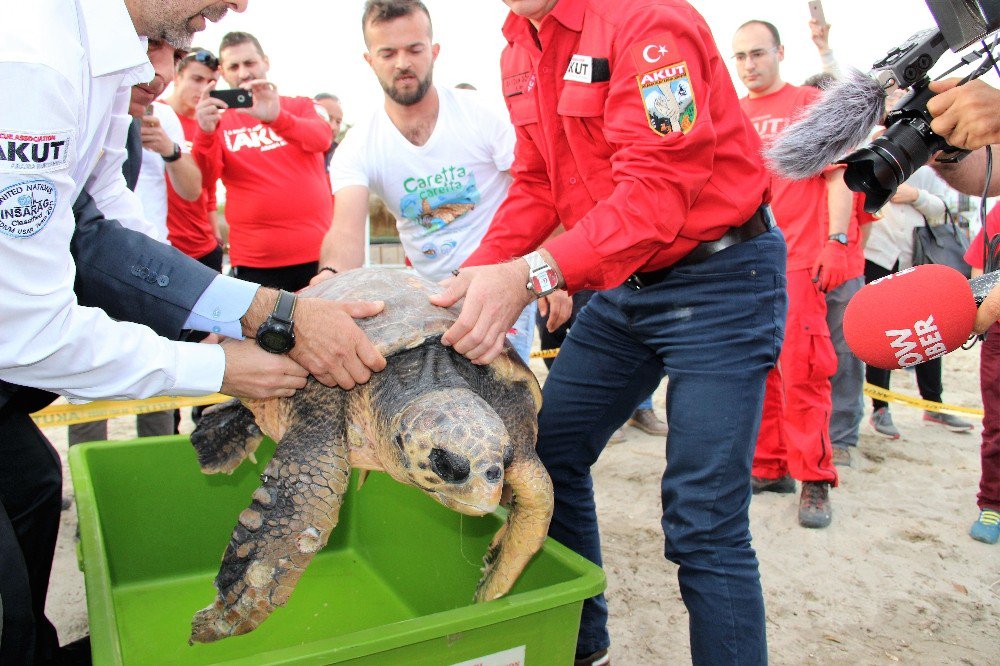 60 Yaşındaki Caretta Caretta Yeniden Denizde