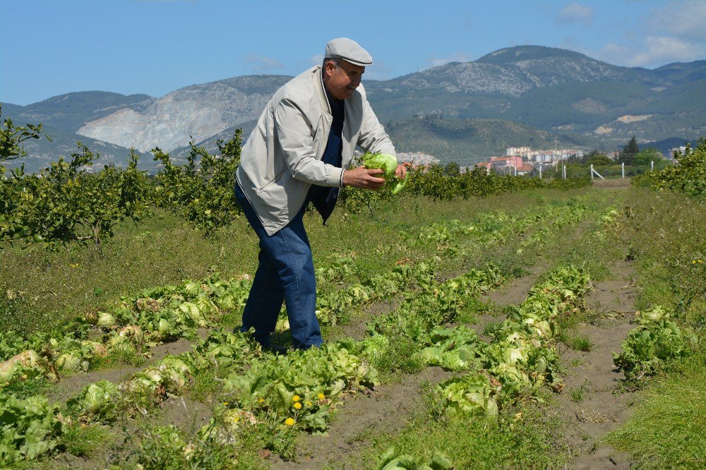 Söke’de 50 Bin Kök Marul Tarlada Kaldı