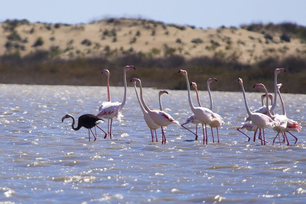 Dünya Üzerinde Nadir Görülen Siyah Flamingo Adana’da Görüntülendi