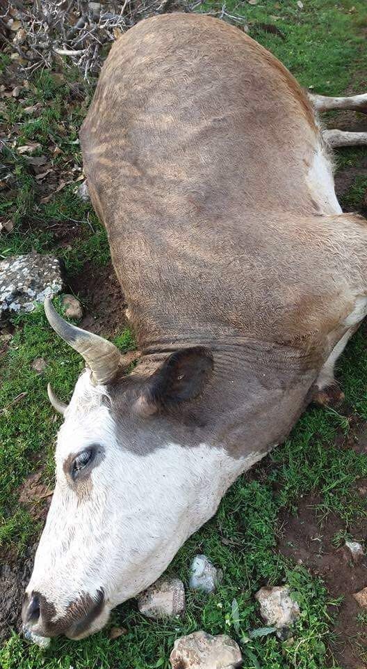 Yıldırımın Düştü, 15 İnek Telef Oldu