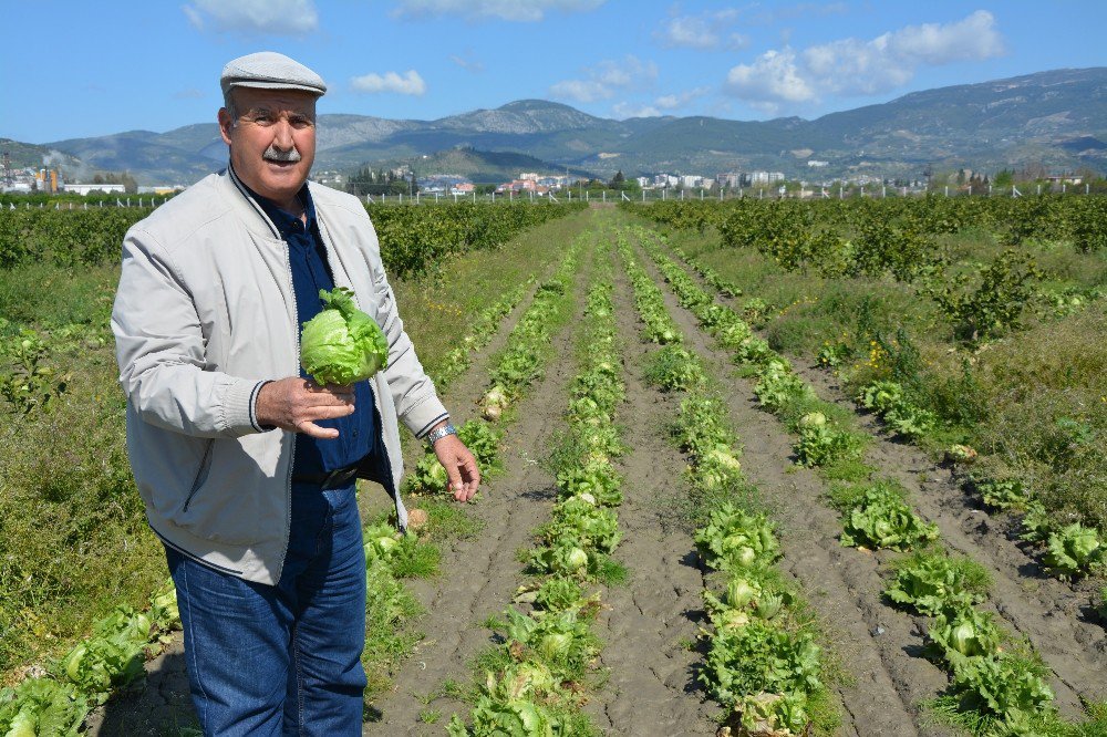 Söke’de 50 Bin Kök Marul Tarlada Kaldı