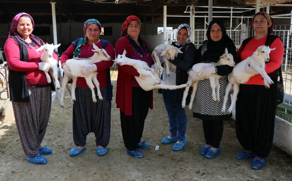 45 Kadına Uygulamalı Çobanlık Eğitimi