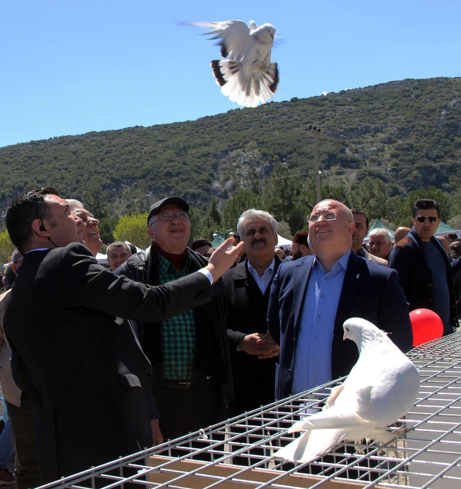 81 İlin Güvercin Severleri Muğla’da Festivalde Buluştu