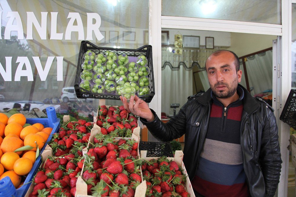 Yeşil Erik Cep Yakıyor