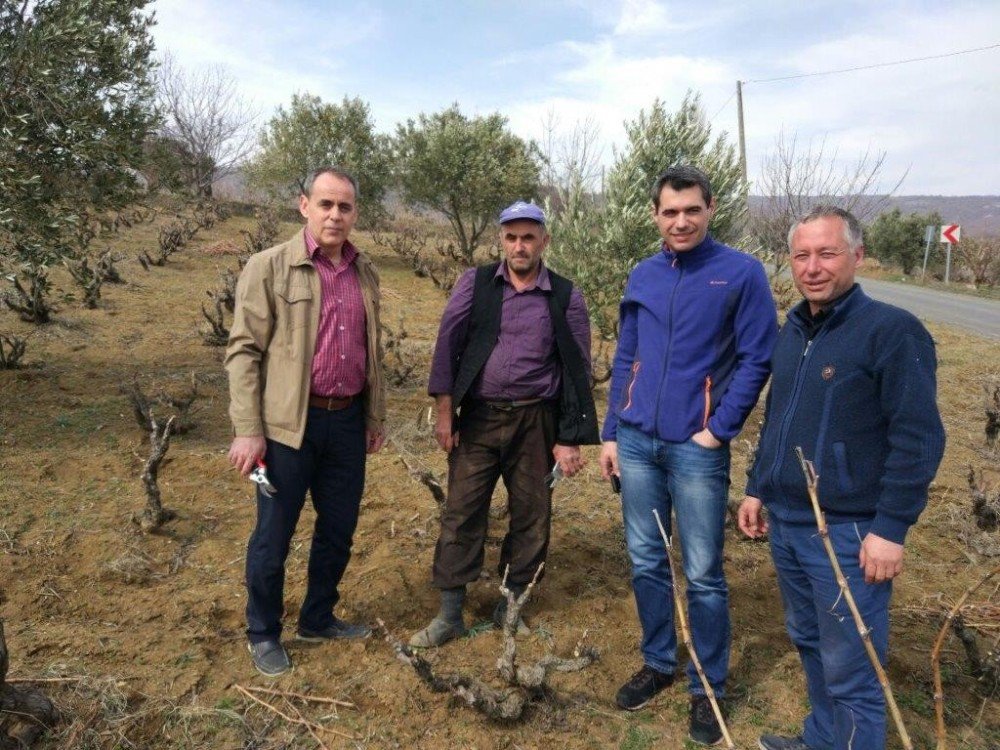 “Türkiye Bağcılığında Araştırma-yayım-üretici İlişkilerinin Belirlenmesi Projesi”