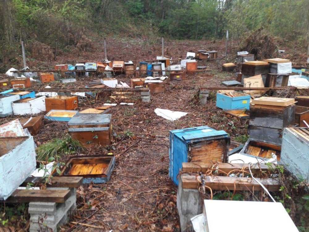 Kastamonu’da Aç Kalan Ayı, 100 Arı Kovanını Parçaladı