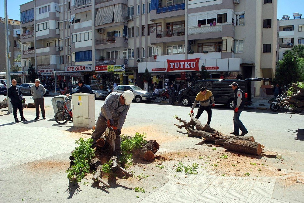 Salihli’de, Cadde Düzenlemesinde Ağaçlar Kesildi