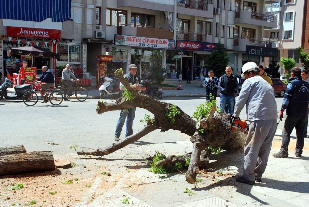 Salihli’de, Cadde Düzenlemesinde Ağaçlar Kesildi