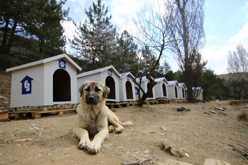 500 Sokak Köpeği İçin Seferber Oldular