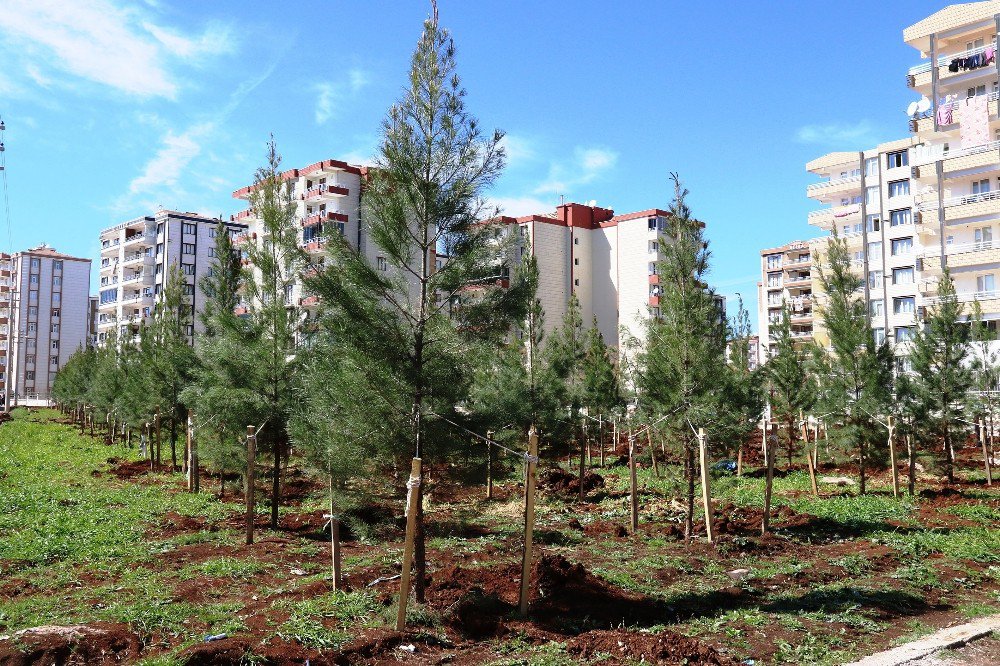 Bağlar Belediyesinden Yeni Yeşil Alanlar