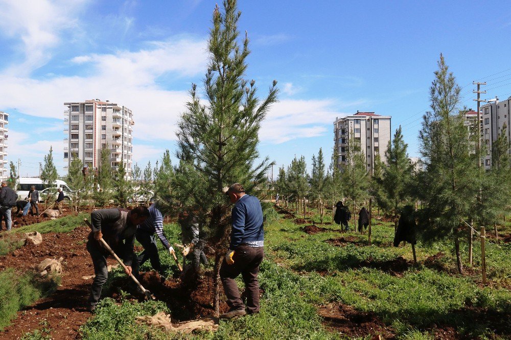 Bağlar Belediyesinden Yeni Yeşil Alanlar