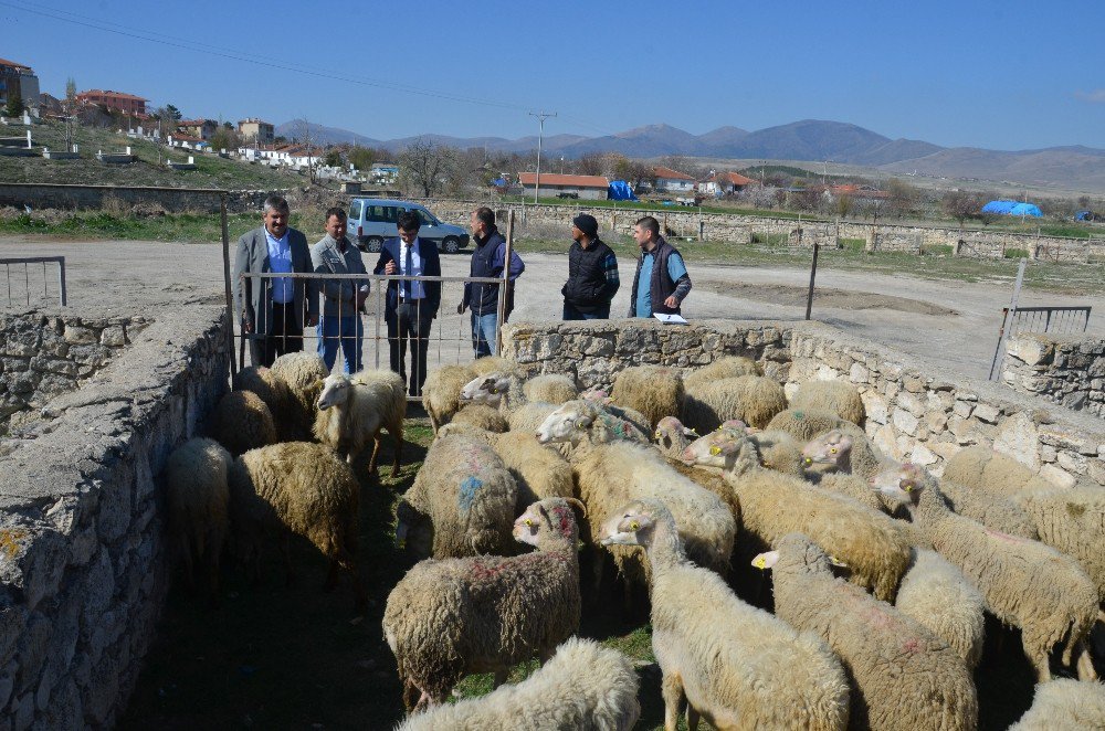 Talihli Genç Çiftçilere Hibe Koyun Ve Koçları Teslim Edildi