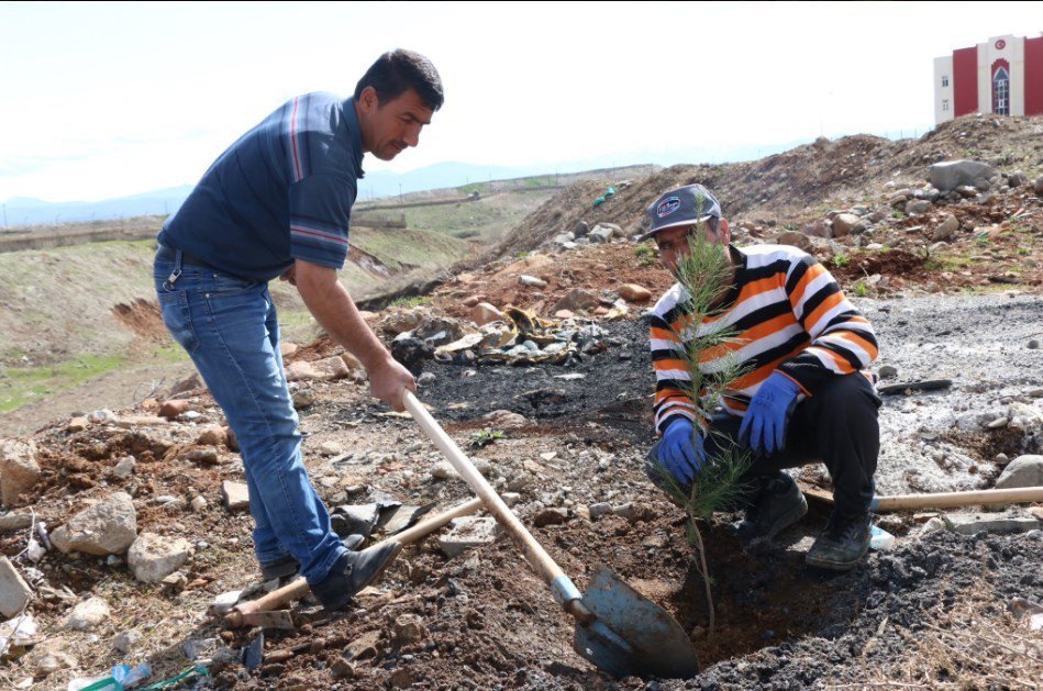 Çam Fidanları Toprakla Buluşturuldu