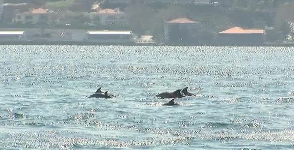 İstanbul Boğazı’na Yunus Akını