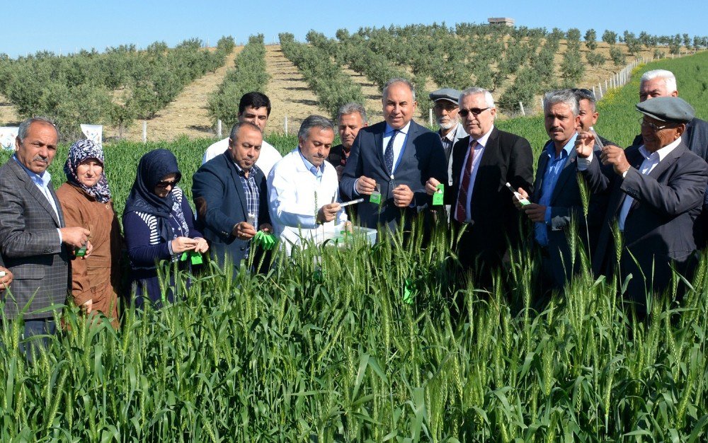 Bilgiç: “Zararlı Böcekleri, Faydalı Böceklerle Yok Ediyoruz”