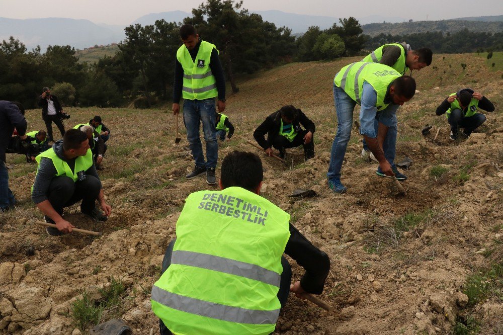 Hükümlüler 15 Temmuz Anısına Fidan Dikti