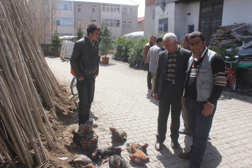 Ağrı’da Evinde Beslediği Tavuk Ve Horozları Pazarda Satıyor