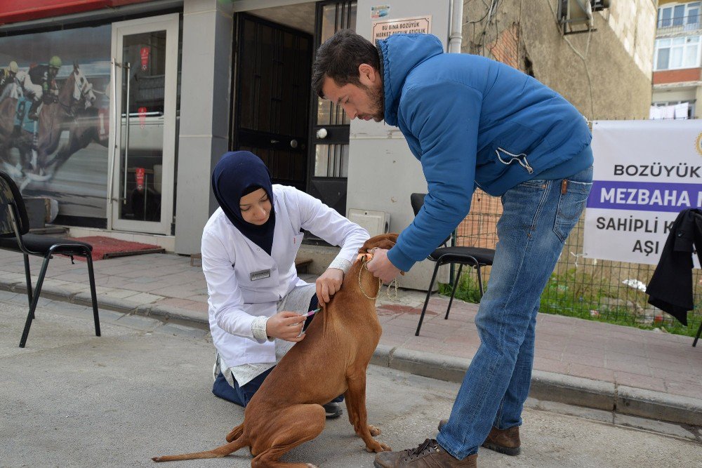 Bozüyük’te Belediyeden Köpeklere Ücretsiz Kuduz Aşısı