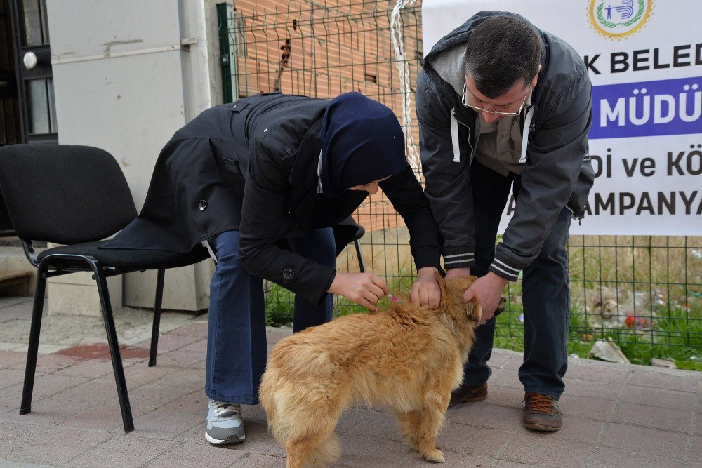 Bozüyük’te Belediyeden Köpeklere Ücretsiz Kuduz Aşısı