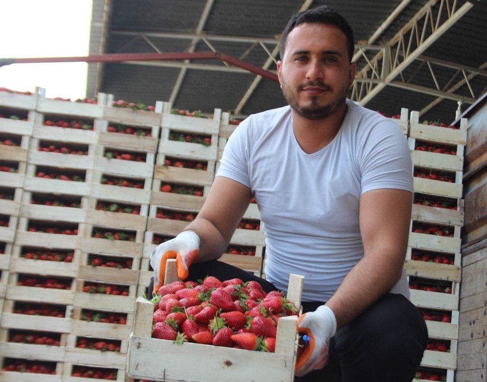 Aydın’da Çilek Sezonu Başladı