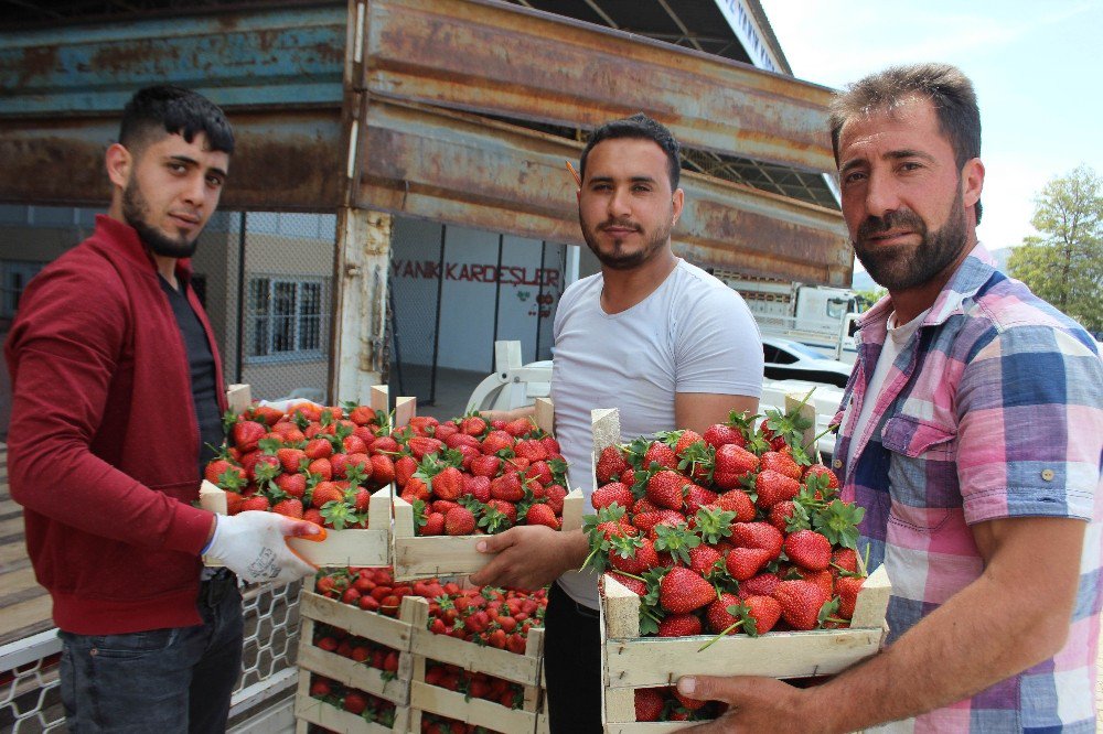 Aydın’da Çilek Sezonu Başladı