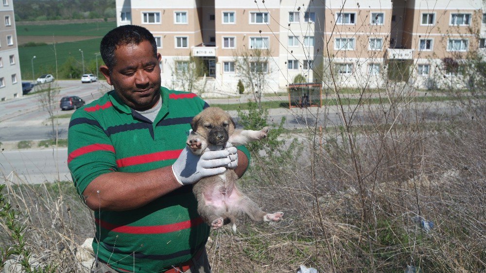 Beton Altındaki Yavru Köpekler Kurtarıldı