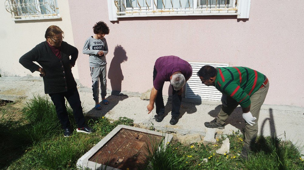 Beton Altındaki Yavru Köpekler Kurtarıldı