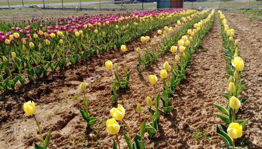 Kovancılar’da Lale Soğanı İlçe Ekonomisine Katkı Sunacak