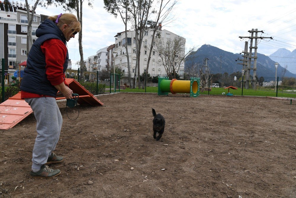 Köpek Oyun Parkının Üçüncüsü Liman’a