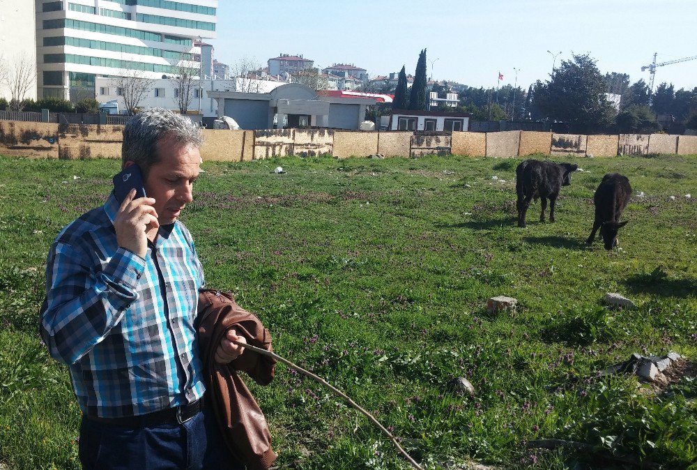 İstanbul’un Göbeğinde Başıboş İnekler Şaşırttı