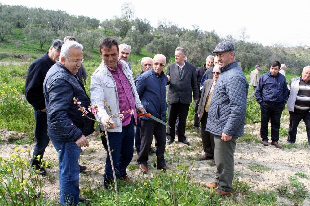 Bursalı İncir Üreticilerine Budama Eğitimi