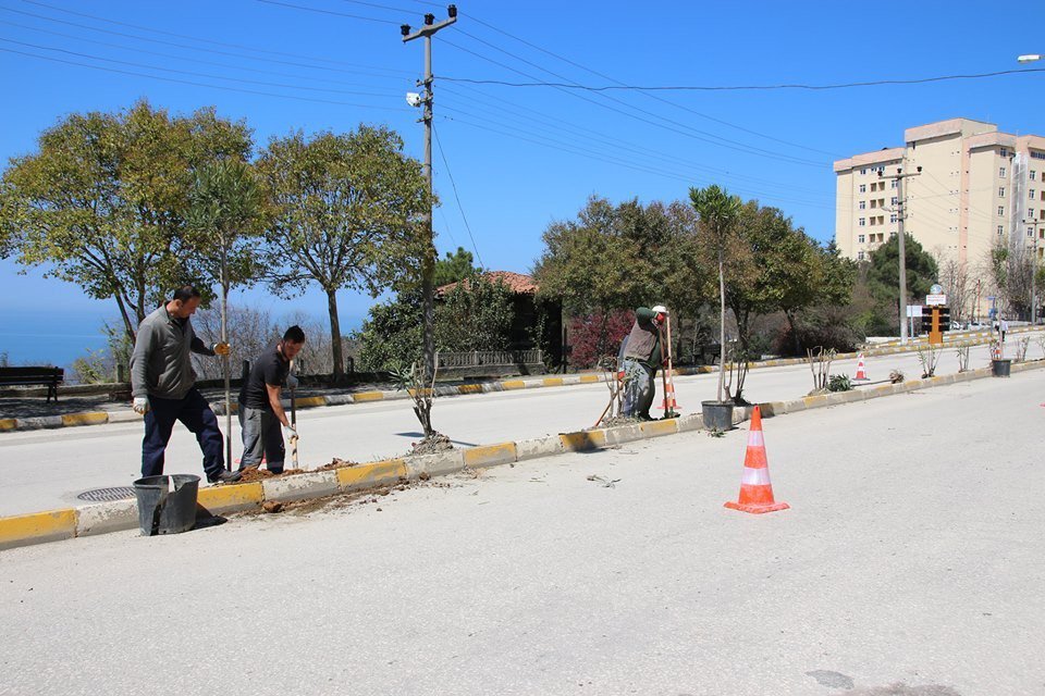 Akçakoca Zakkumlarla Süsleniyor