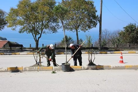 Akçakoca Zakkumlarla Süsleniyor