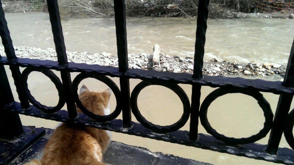 Nehirde Mahsur Kalan Köpekleri İtfaiye Kurtardı