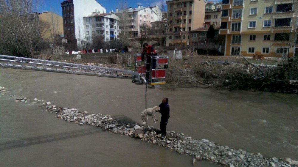 Nehirde Mahsur Kalan Köpekleri İtfaiye Kurtardı