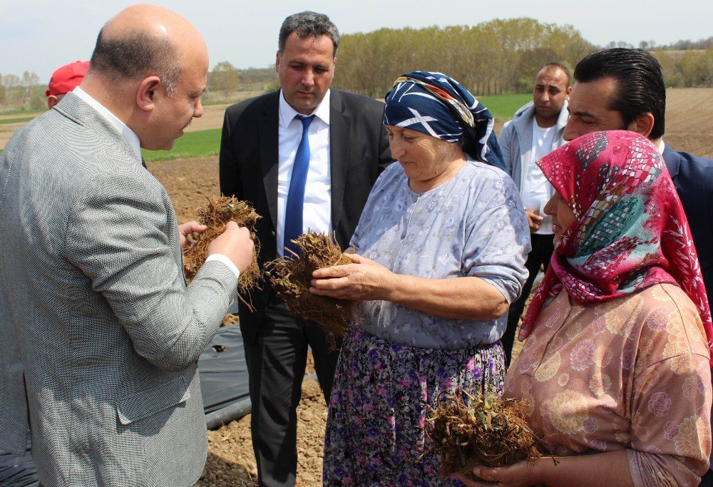 Çilek Yetiştiriciliği Projesi