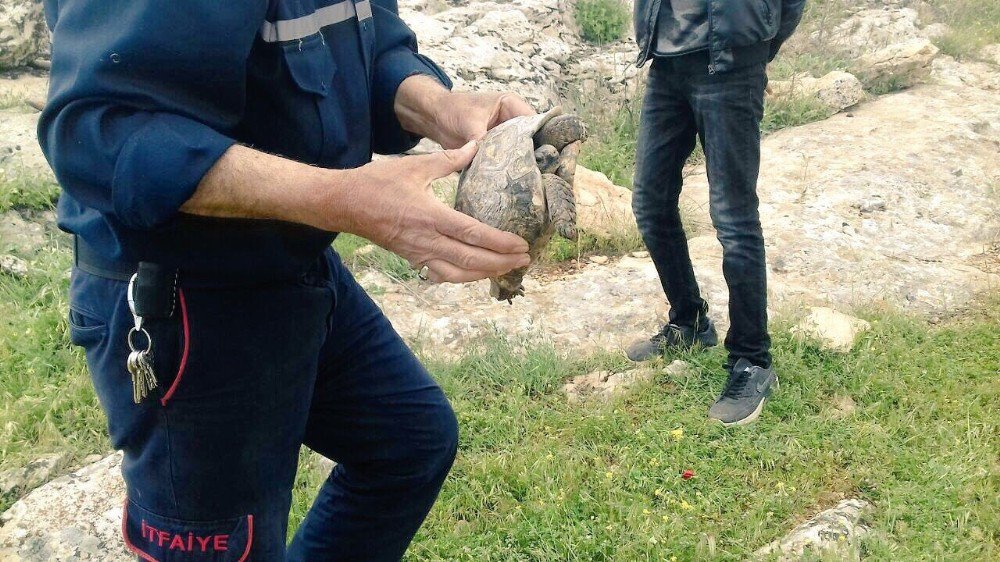 Kayanın Altına Sıkışan Kaplumbağayı İtfaiye Ekipleri Kurtardı