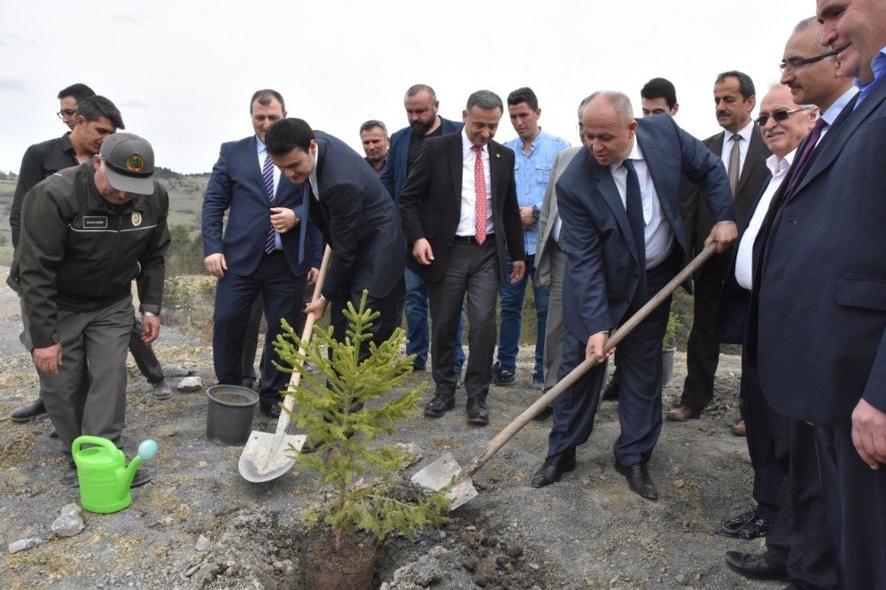 Azdavay’da Maden Sahaları Ağaçlandırılıyor