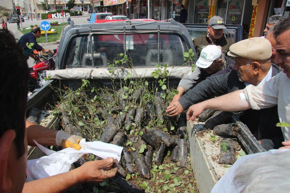 Orman İşletme Müdürlüğü Gül Fidanı Dağıttı