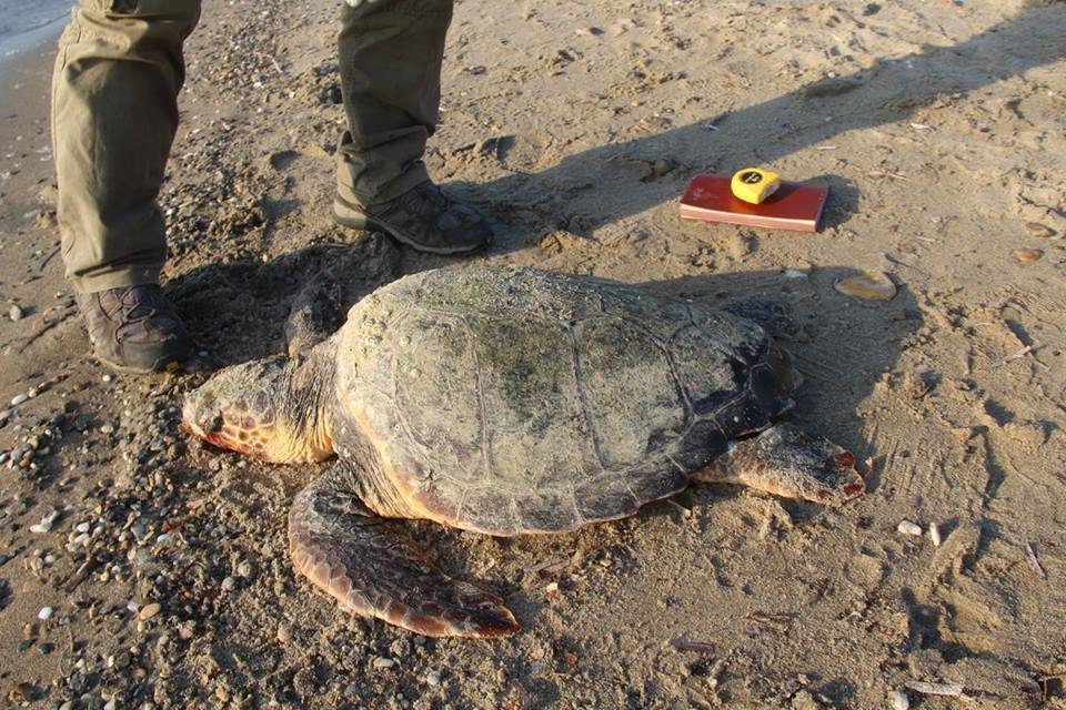 Kuşadası Körfezi’nde 2 Caretta Caretta Ölü Bulundu