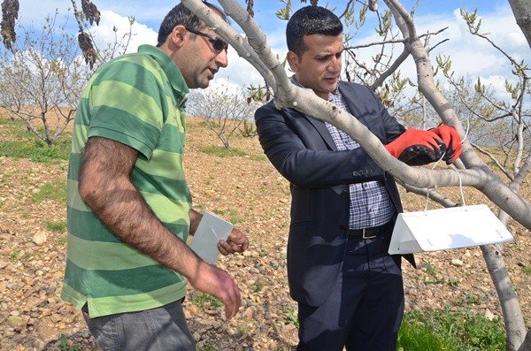 Dal Güvesine Karşı Bioteknik Mücadele